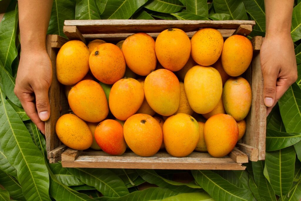 Sustenance and medical advantages of mangoes